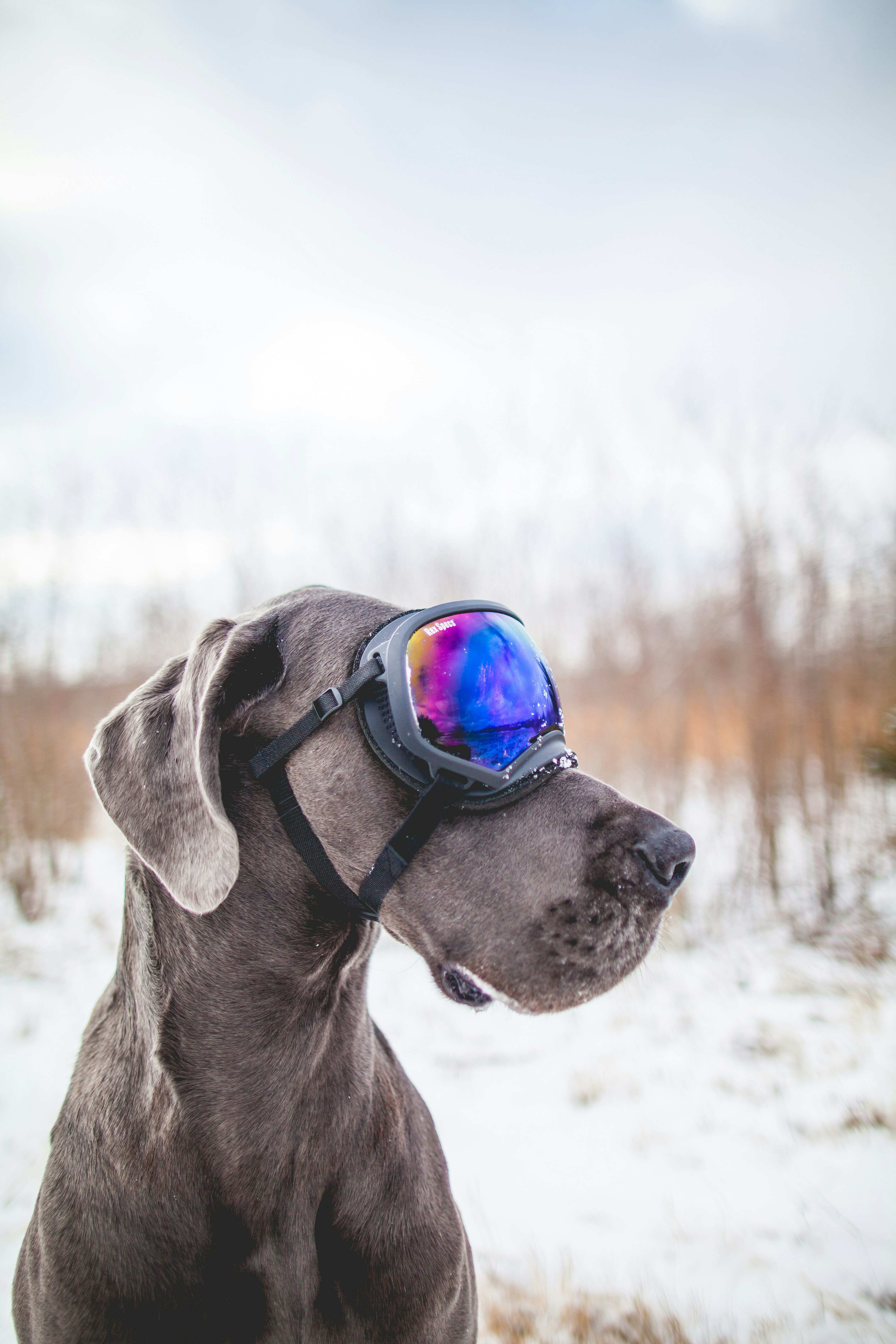 Dog Ski Goggles Snow
